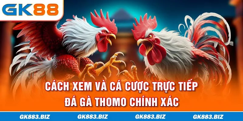 Cách xem và cá cược trực tiếp đá gà Thomo chính xác