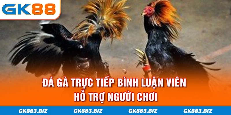 Đá gà trực tiếp bình luận viên hỗ trợ người chơi