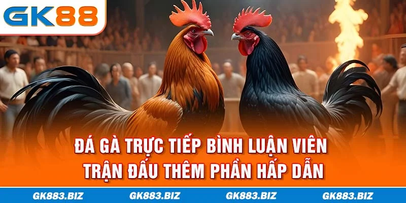 Đá Gà Trực Tiếp Bình Luận Viên - Trận Đấu Thêm Phần Hấp Dẫn