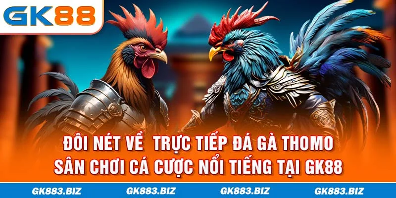Đôi nét về trực tiếp đá gà Thomo sân chơi cá cược nổi tiếng tại GK88