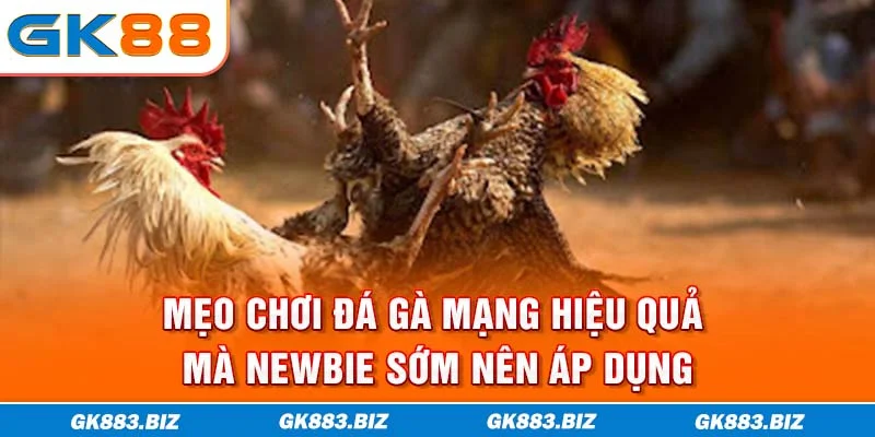 Mẹo Chơi Đá Gà Mạng Hiệu Quả Mà Newbie Sớm Nên Áp Dụng