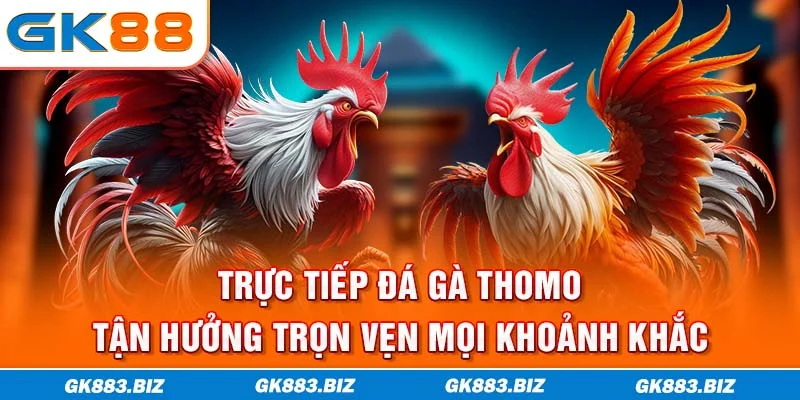 Trực Tiếp Đá Gà Thomo - Tận Hưởng Trọn Vẹn Mọi Khoảnh Khắc