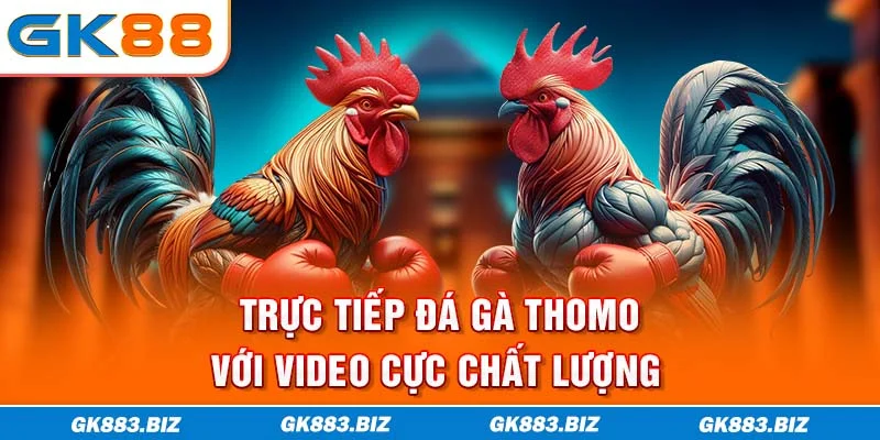 Trực tiếp đá gà Thomo với video cực chất lượng